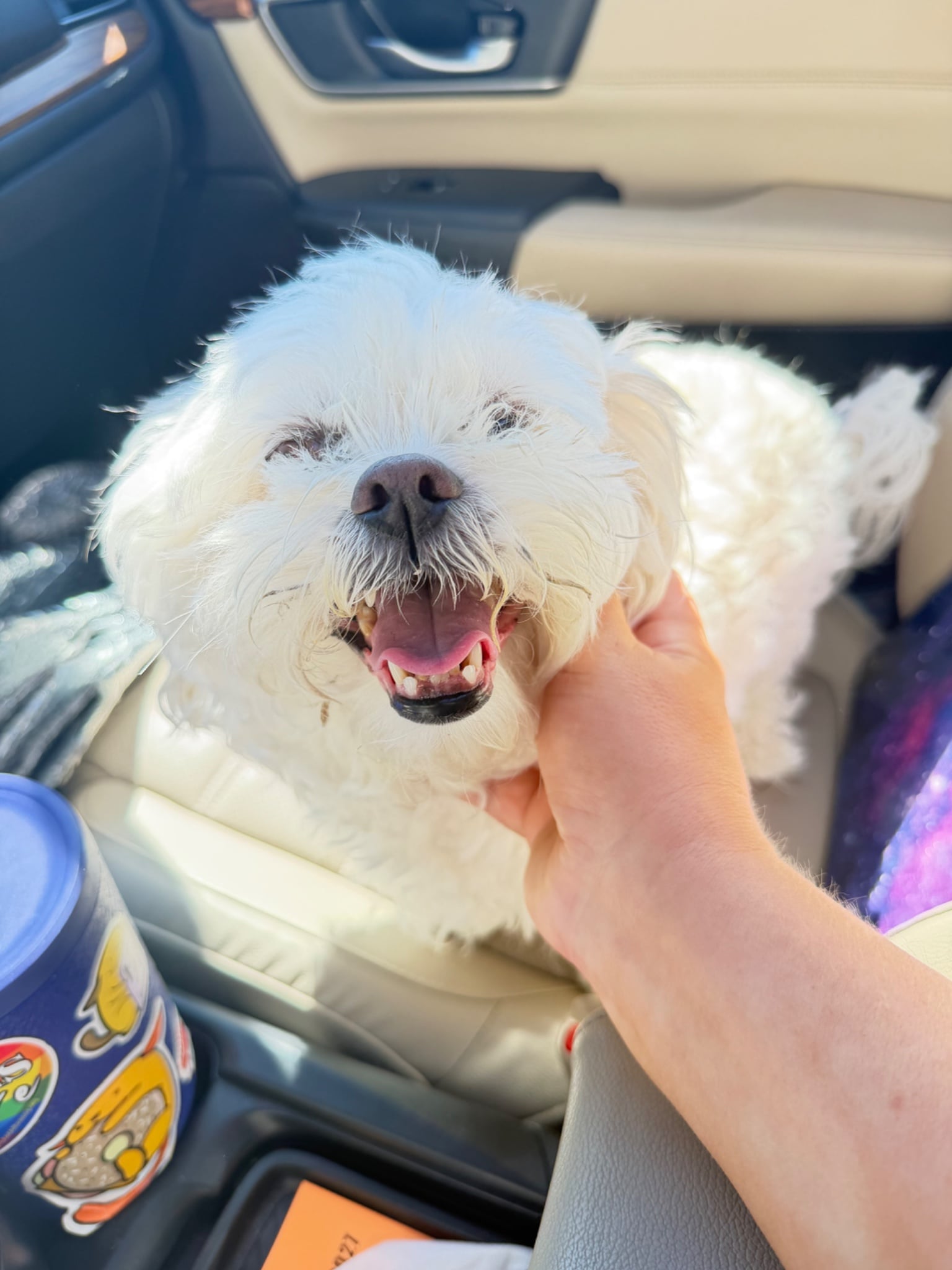 A small, fluffy white dog sits on a beige car seat, mouth open and pink tongue showing, as someone scratches under its chin.