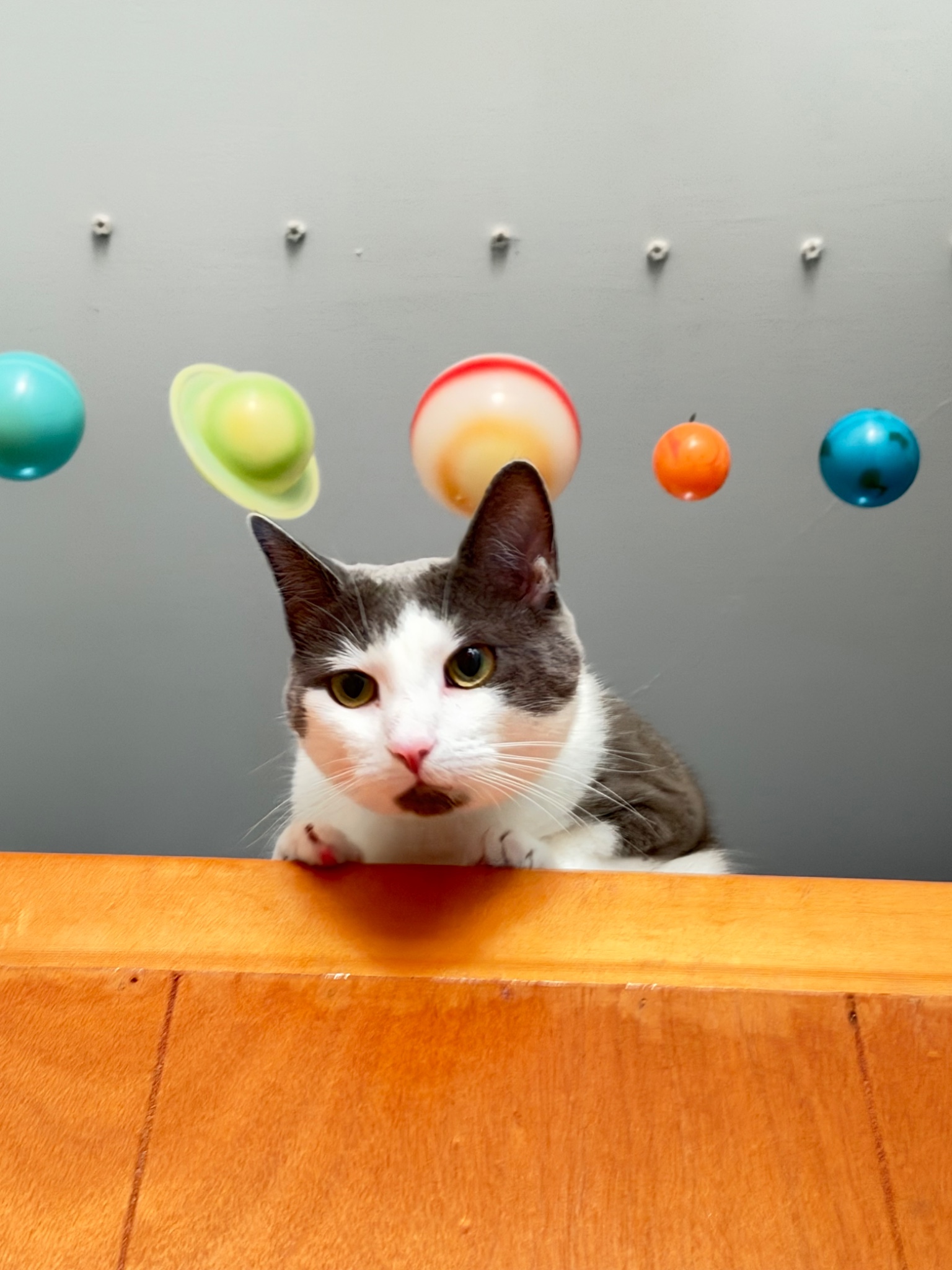 A gray-and-white cat with yellow-green eyes and a dark chin patch peers over a wooden ledge, front paws resting on the edge. Colorful model planets hang overhead against a gray background.