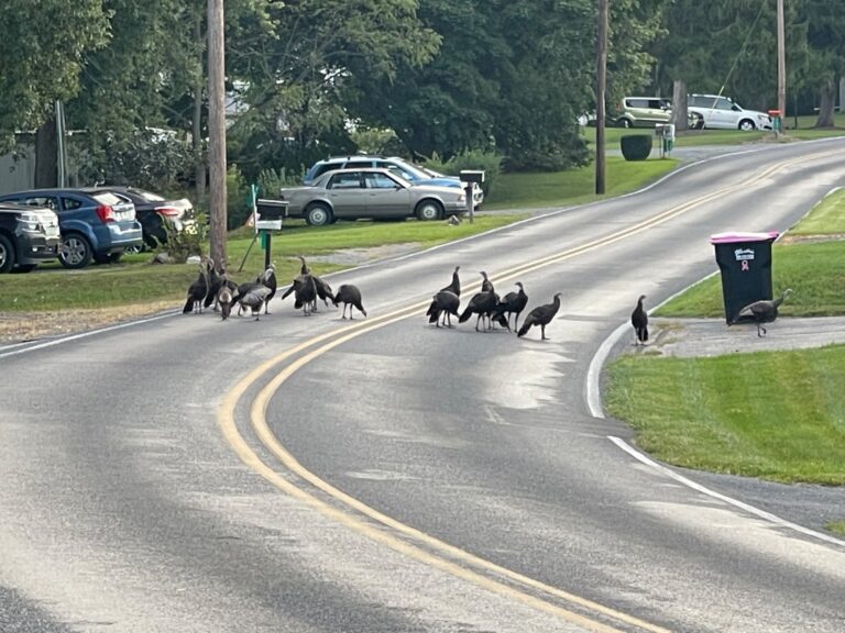 A large flock of wild turkeys gathers and crosses a winding two-lane residential road, with several birds lingering near lawns and mailboxes.