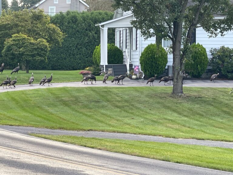 About 15 wild turkeys forage and walk together across a driveway and lawn in front of a white house surrounded by trees and shrubs.