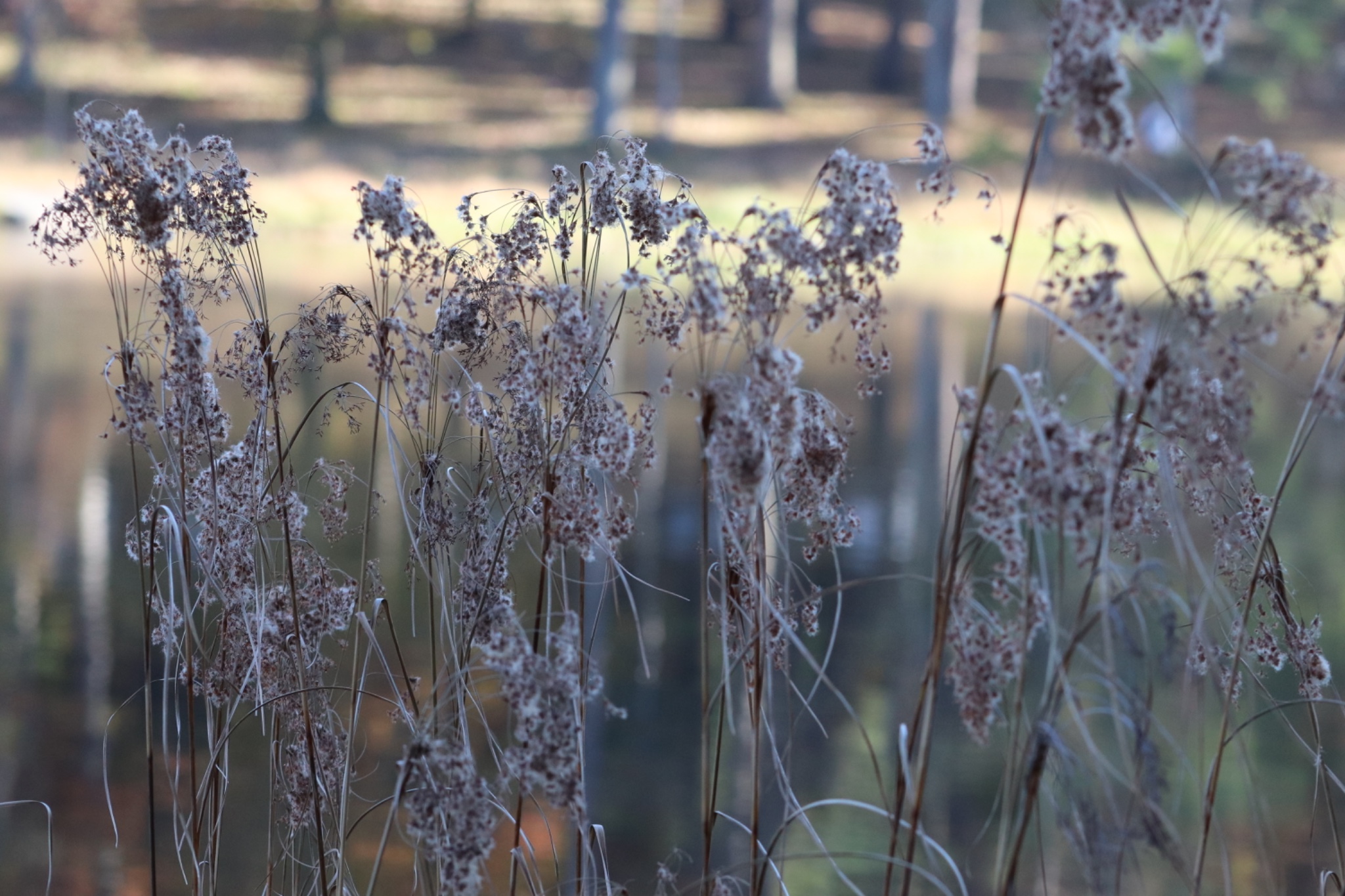 Delicate clusters of dried wildflowers and tall brown grasses stand along the lakeshore, with softly blurred reflections of trees and sunlight on the water behind them.