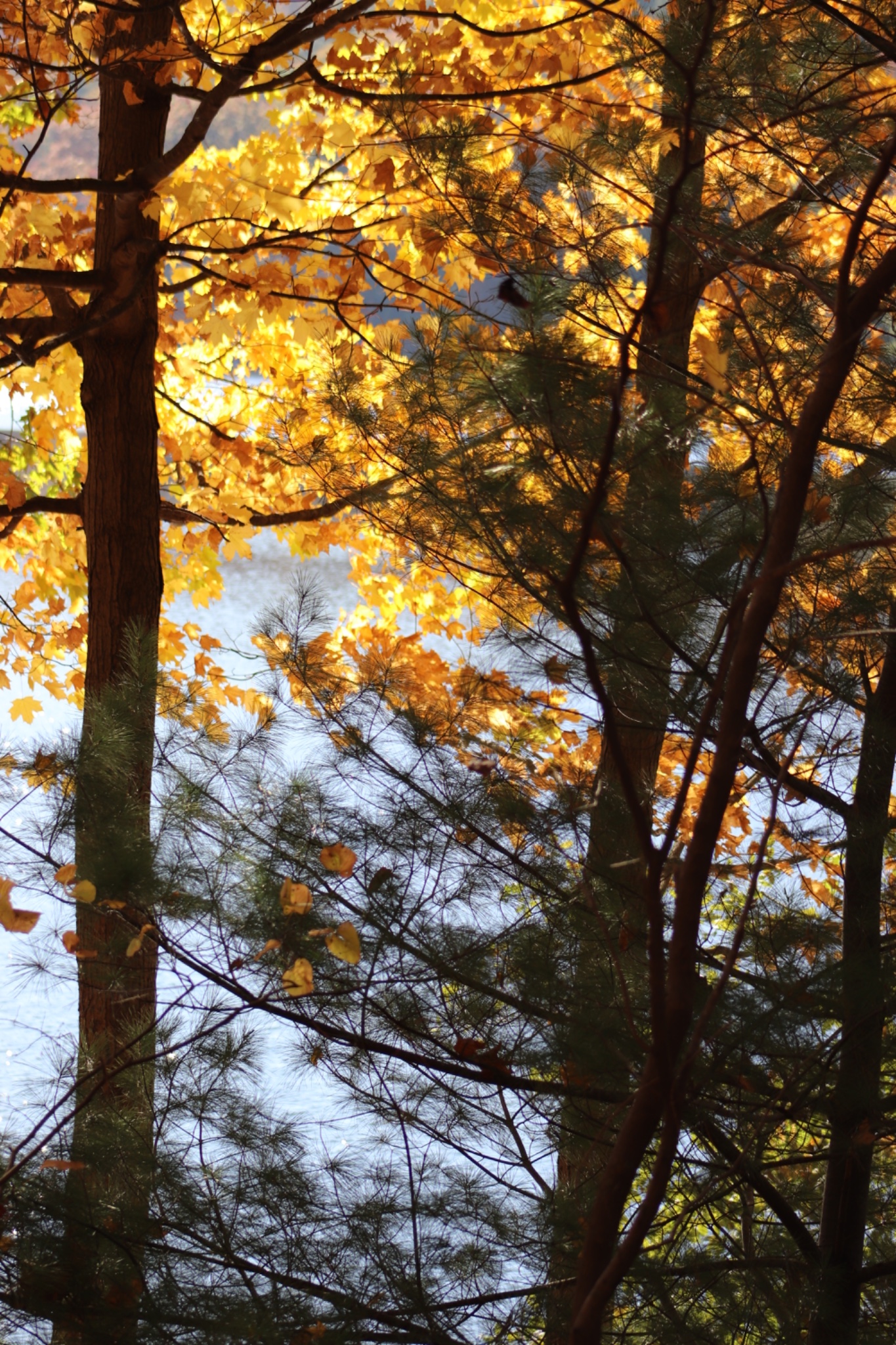 Golden-yellow autumn leaves glow in sunlight among dark pine trunks and evergreen branches, with the pale blue surface of a lake visible through the trees.